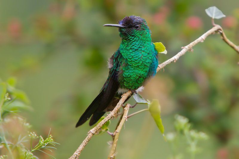 две колибри фото превью