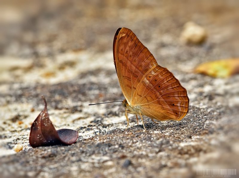 Common Yeoman фото превью