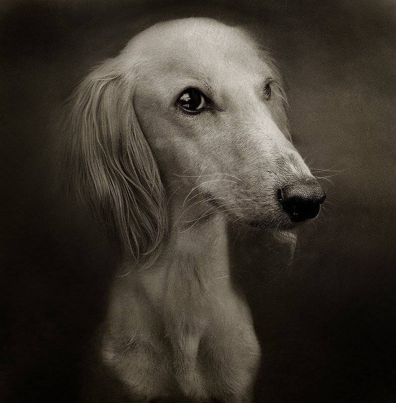 , Светлана Мелик-Нубарова