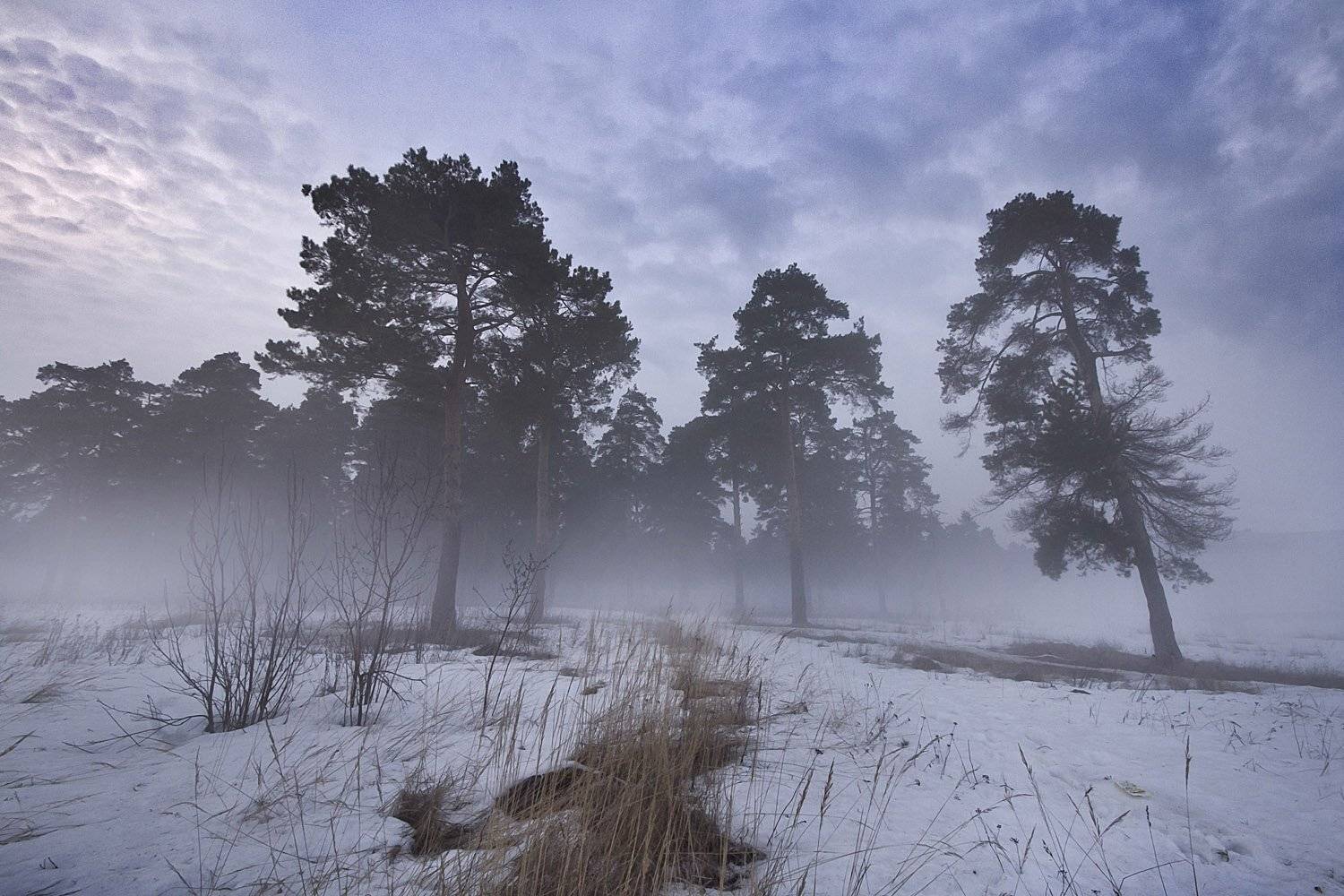 , светлана голицына