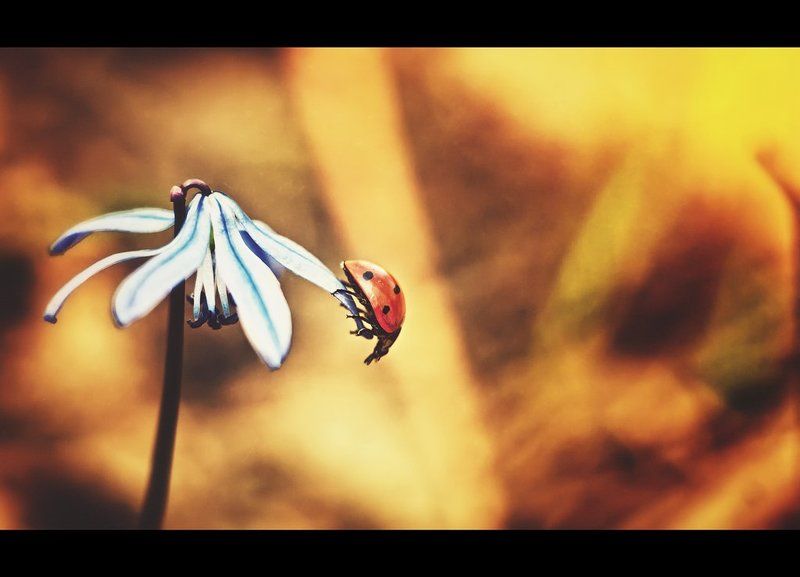 Приключения коровки фото превью