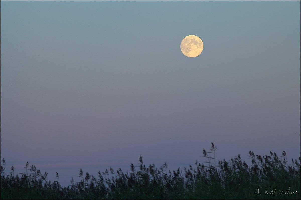 , Ковалевич А.