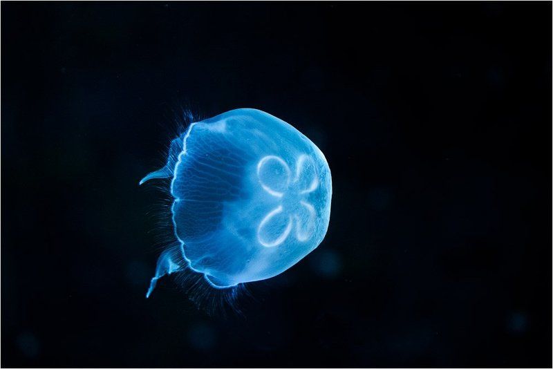 Aurelia aurita фото превью