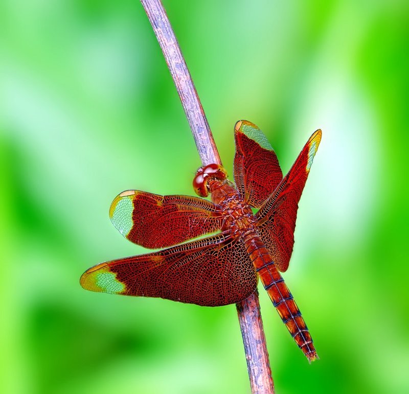 Neurothemis fulvia фото превью