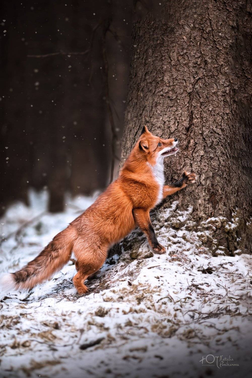 , Наталия Поникарова