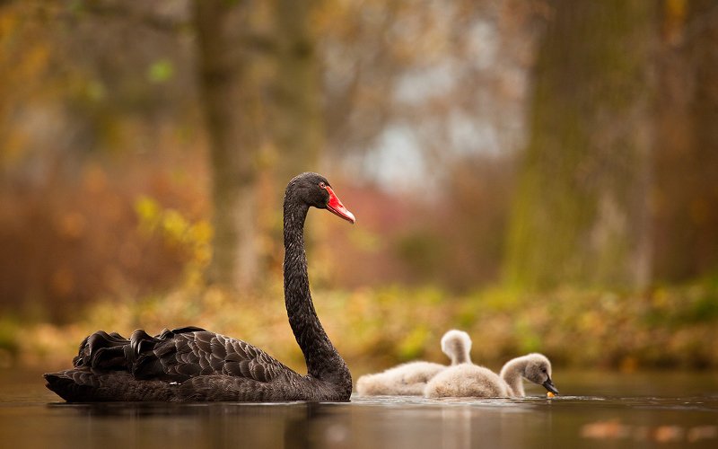 Black swan фото превью