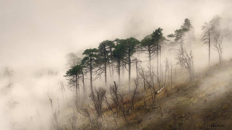 крым, ялтинская яйла, горы, облака, лес, туман, закат, фототур, landscape, crimea, jalita, fog, dusk. В облаках фото превью