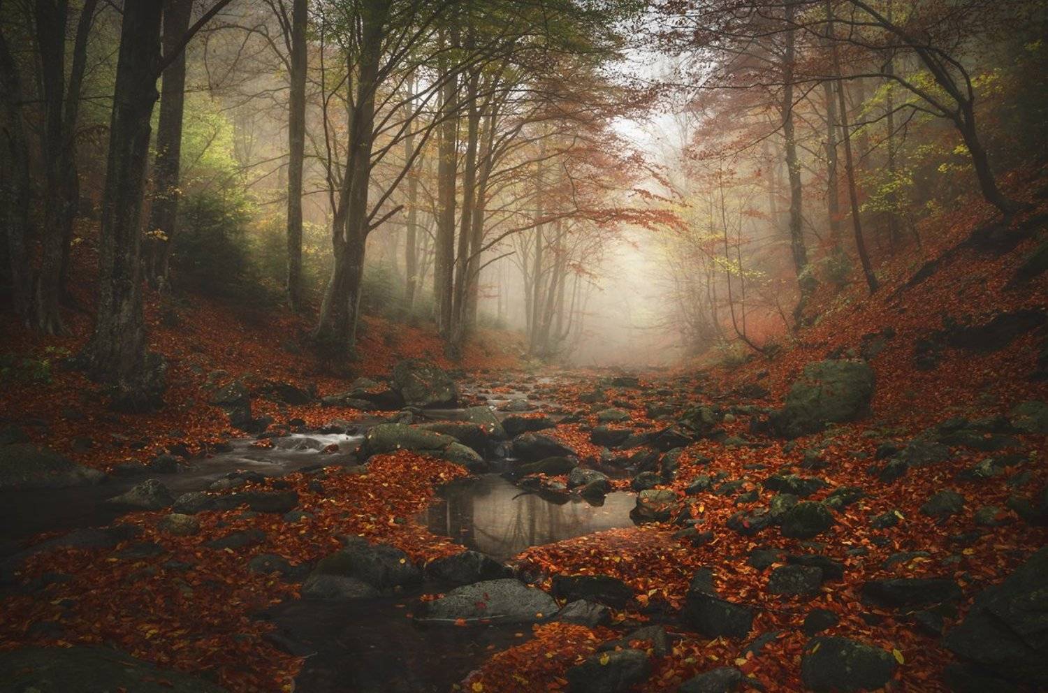 landscape nature scenery forest wood  autumn mist misty fog foggy river mountain staraplanina bulgaria туман лес, Александър Александров