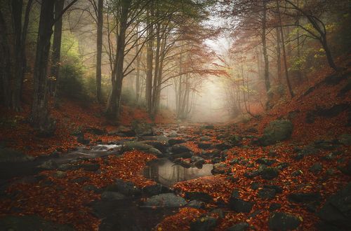 Autumn whisper / Осенний шепот