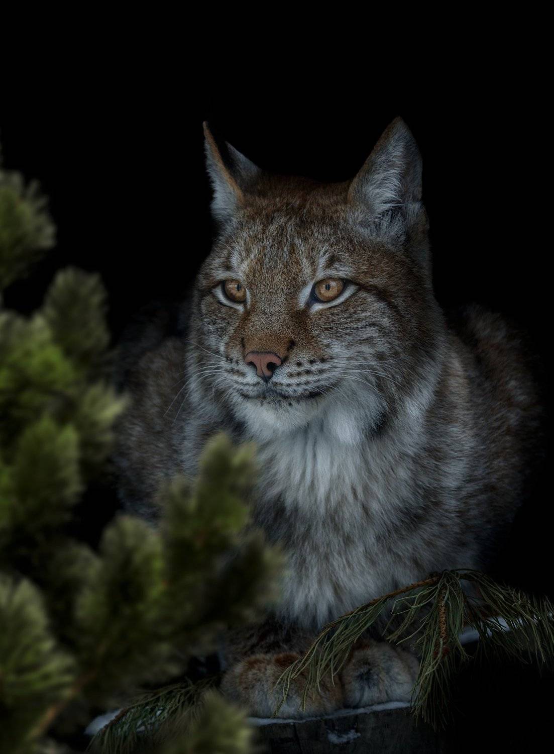 рысь, Олег Богданов