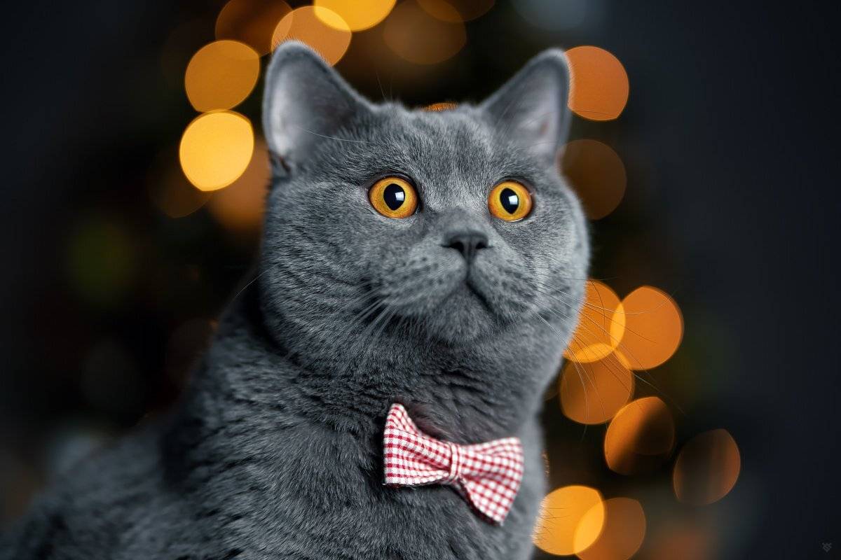 cat, pet, bokeh, eys, Wojciech Grzanka