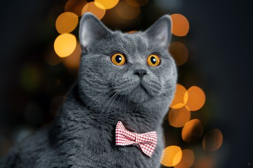 Gentleman