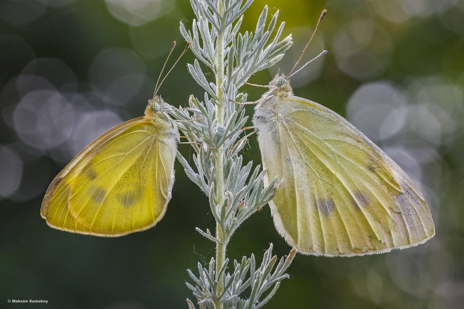 макро,стекинг,индустар,утро, Максим Сумской