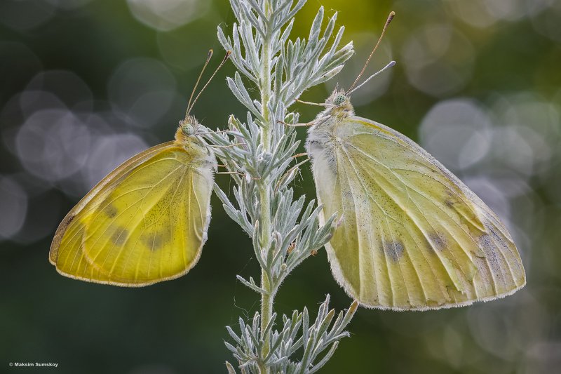 *** фото превью