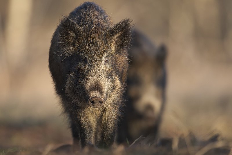 Double фото превью