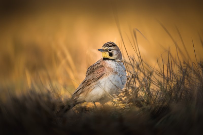 Horned Lark фото превью