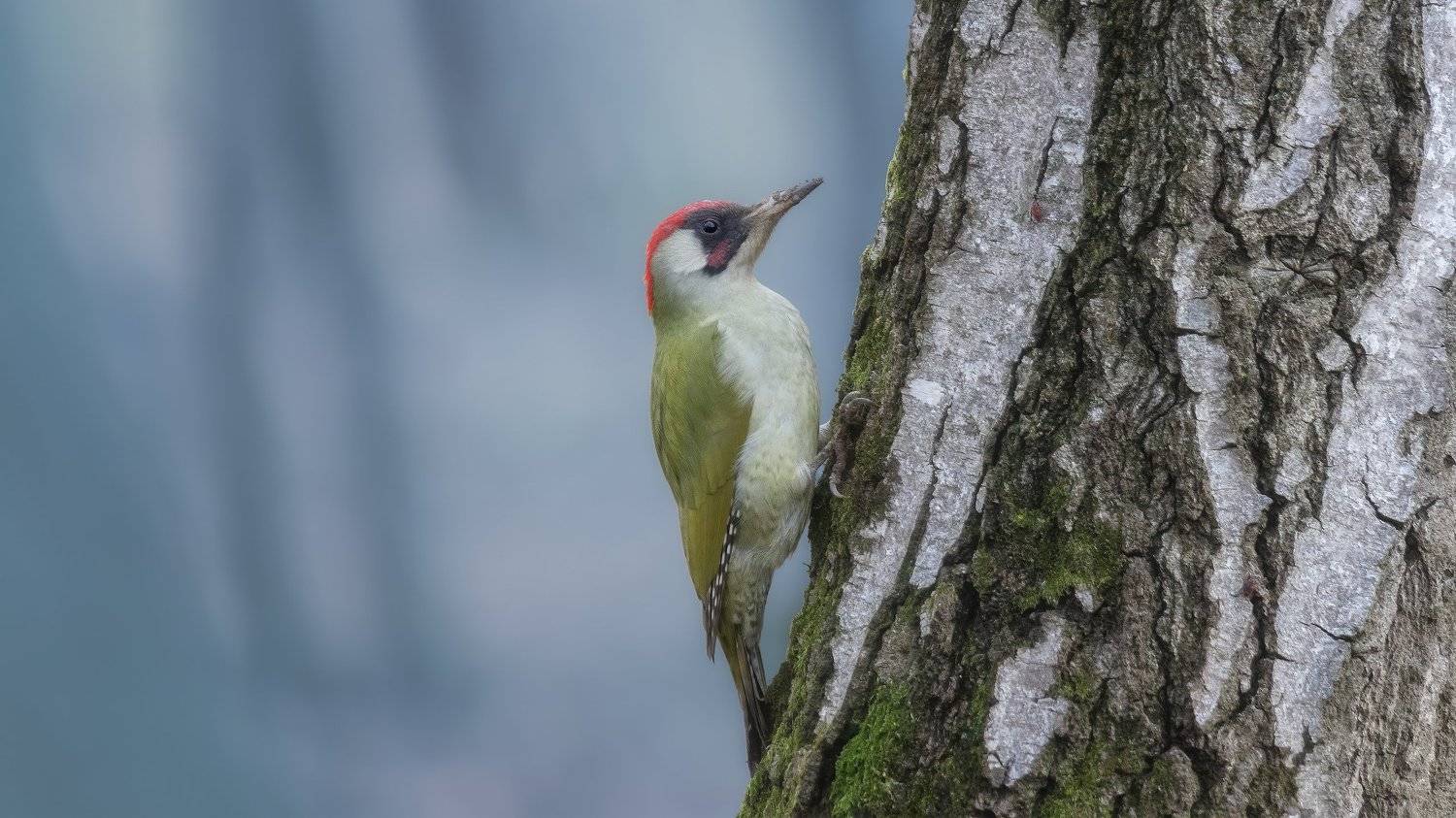 , Alexander Plekhanov