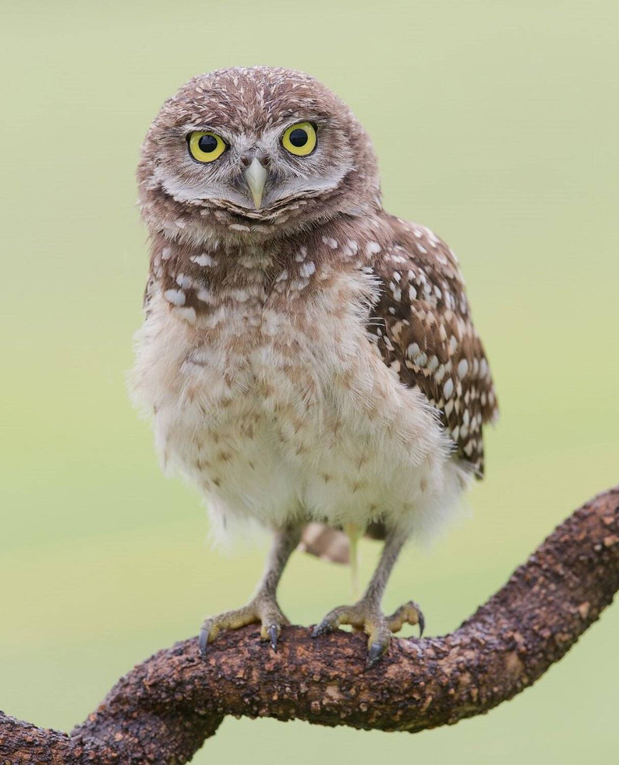 кроличий сыч, florida,burrowing owl, owl, флорида,сыч, Elizabeth Etkind