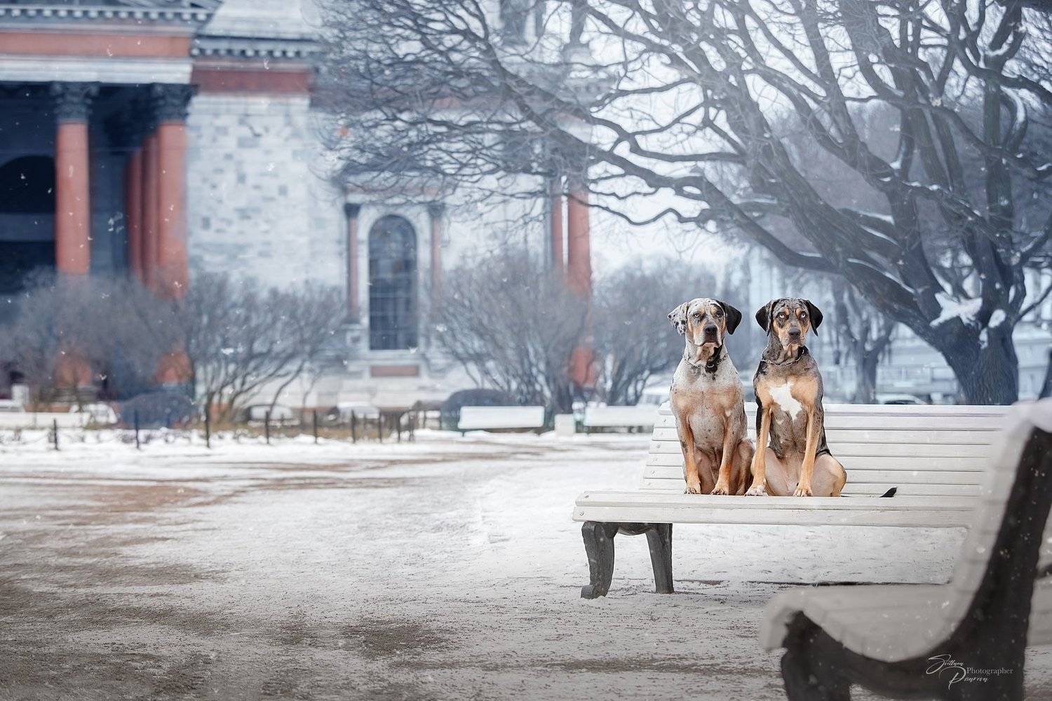 , Светлана Писарева