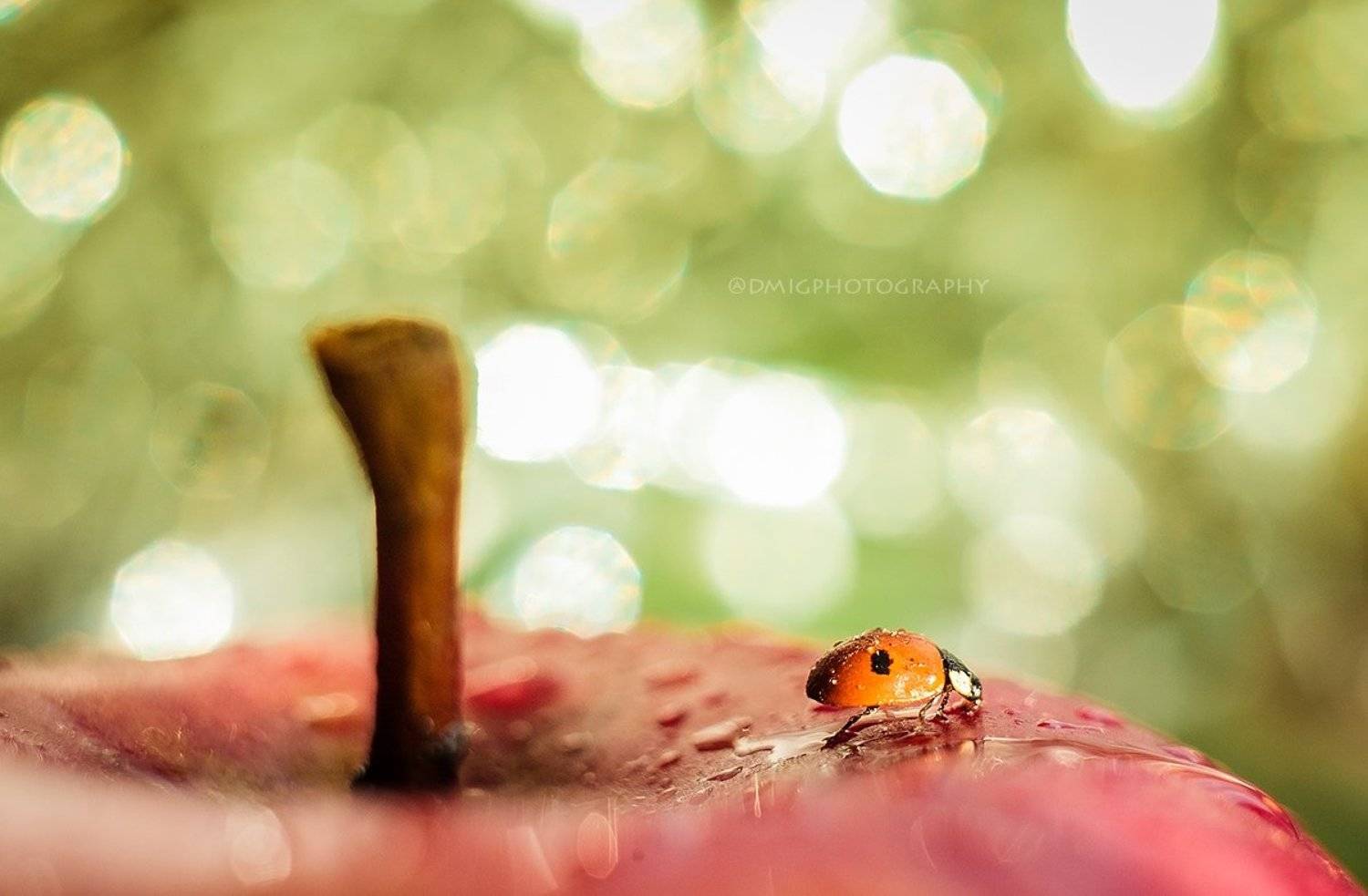 макро, яблоко, цвет, божьякоровка, природа, зима, , Дмитрий Гусалов