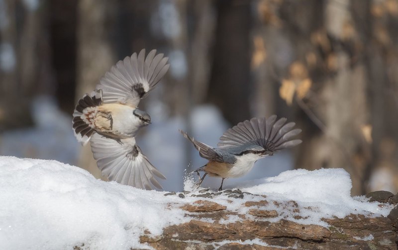 *** фото превью