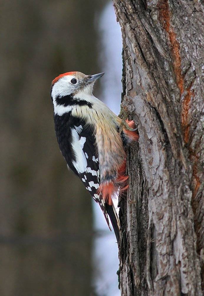 , Михаил Крюков