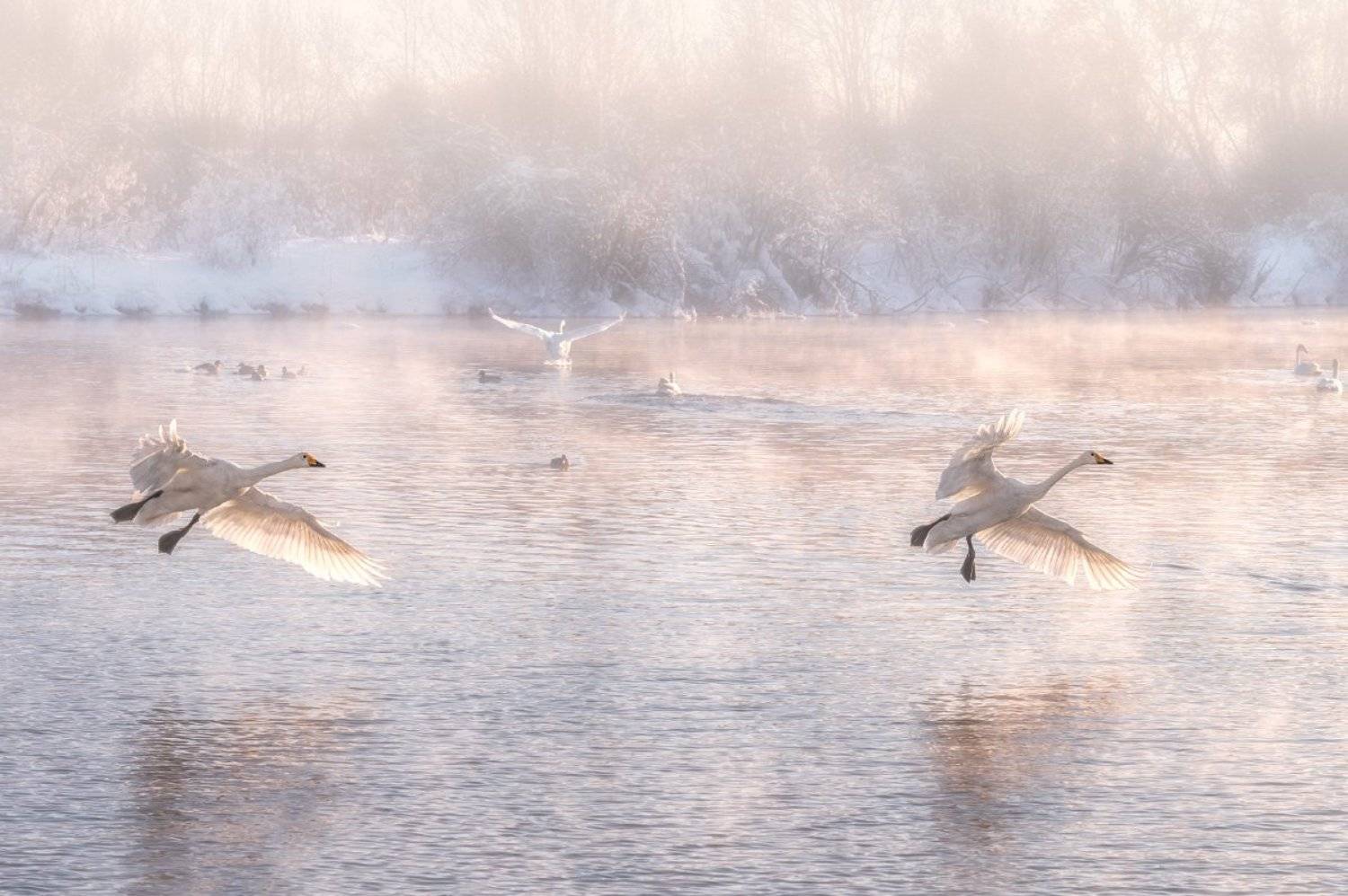 Лебеди, Озеро, Озеро Светлое, Алтайский край,  Natalya