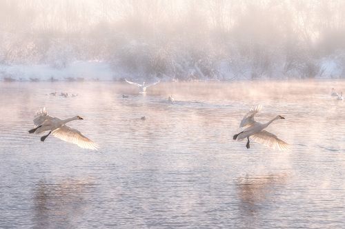 Лебединый рай