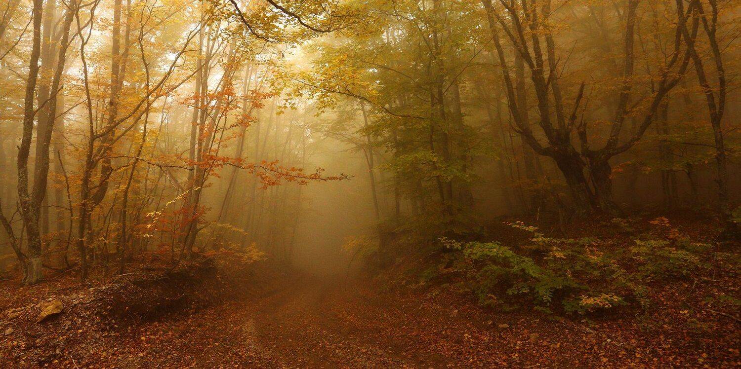 крым осень туман дорога буки грапы клены караби генеральское, Михаил Рева