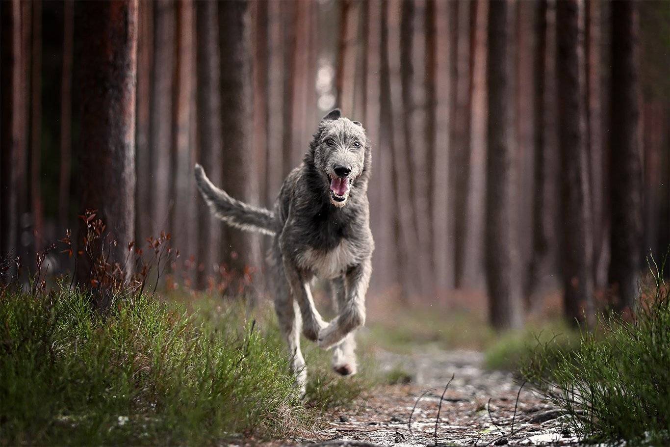 , Андрей Ершов