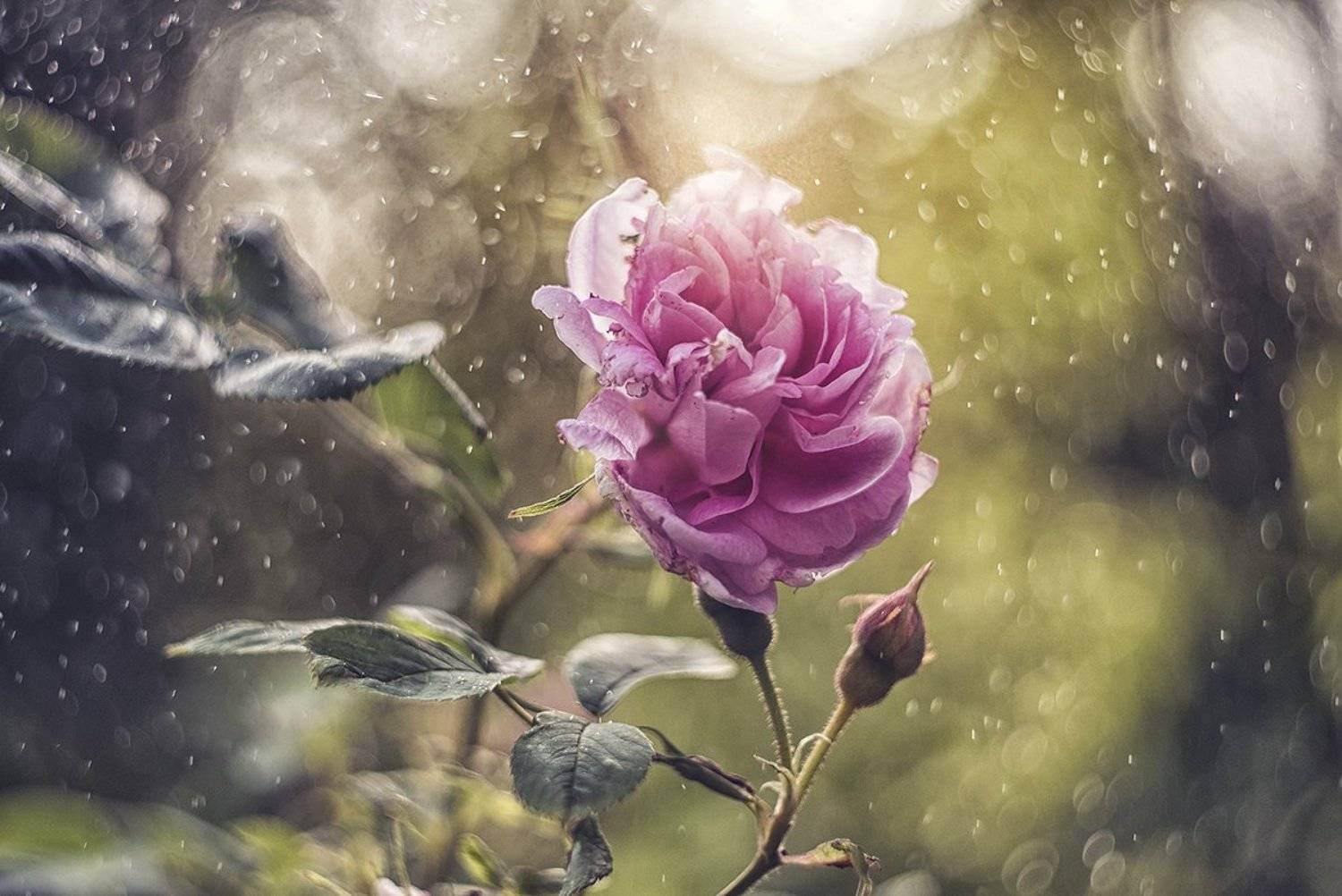 макро, макрофотография, макросъемка, боке, весна, цветы, Ксения Орлова