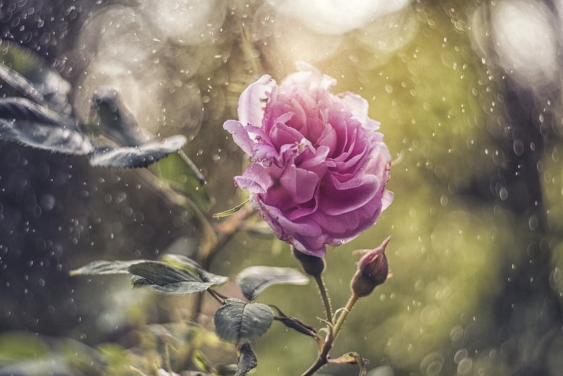 макро, макрофотография, макросъемка, боке, весна, цветы  фото превью