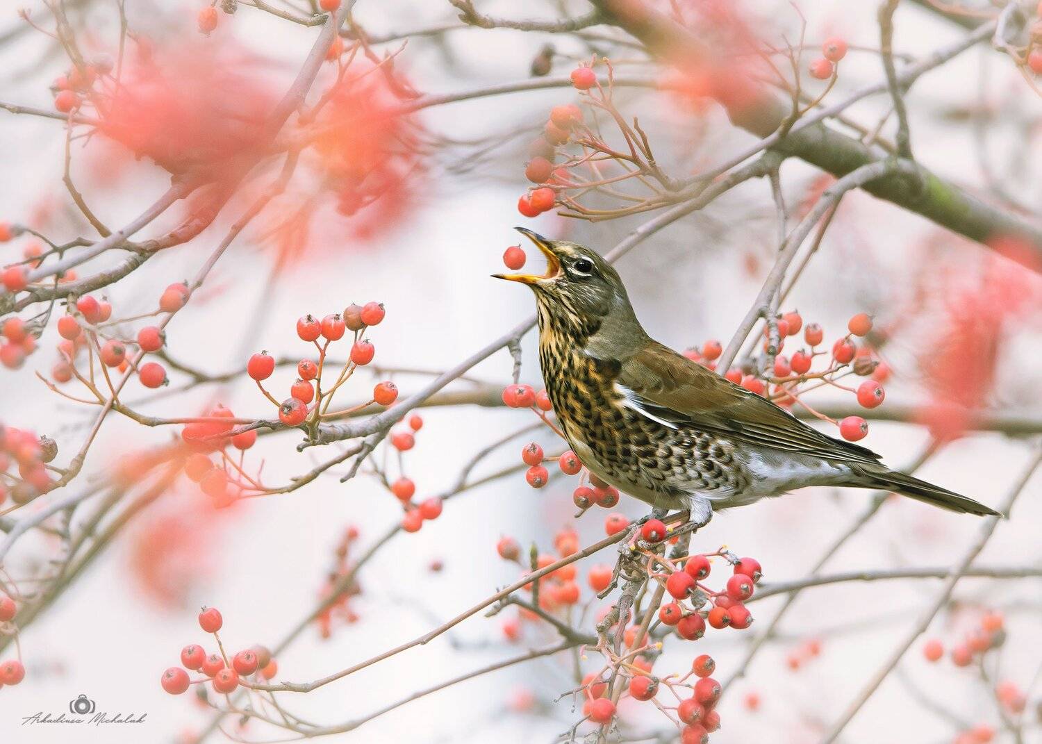 , Arkadiusz Michalak