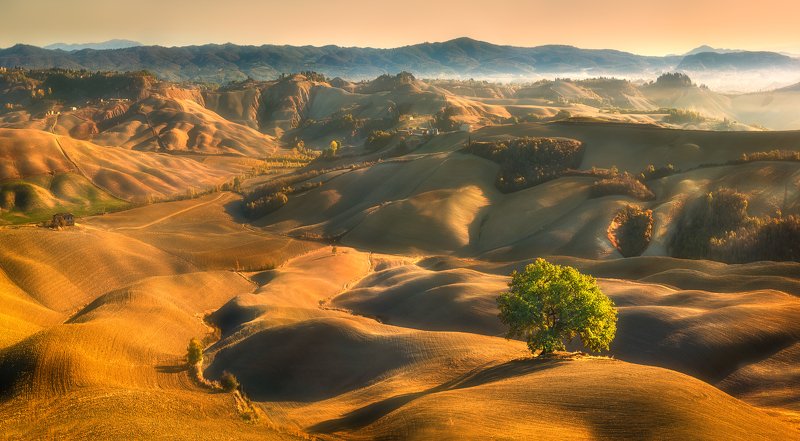 Oak... фото превью