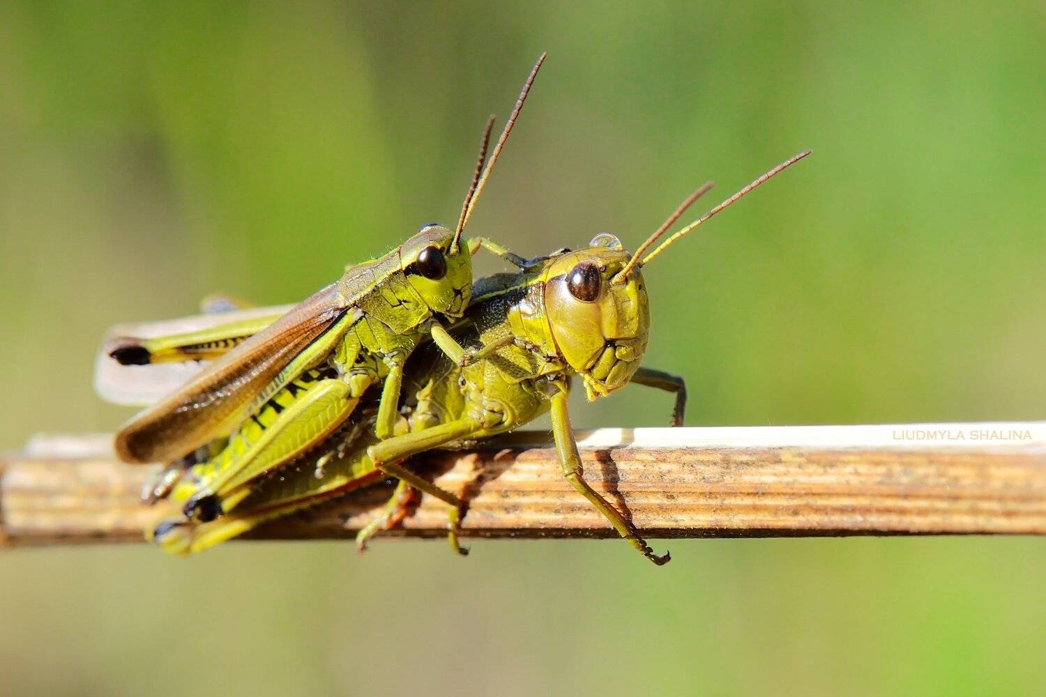 , Людмила Шалина