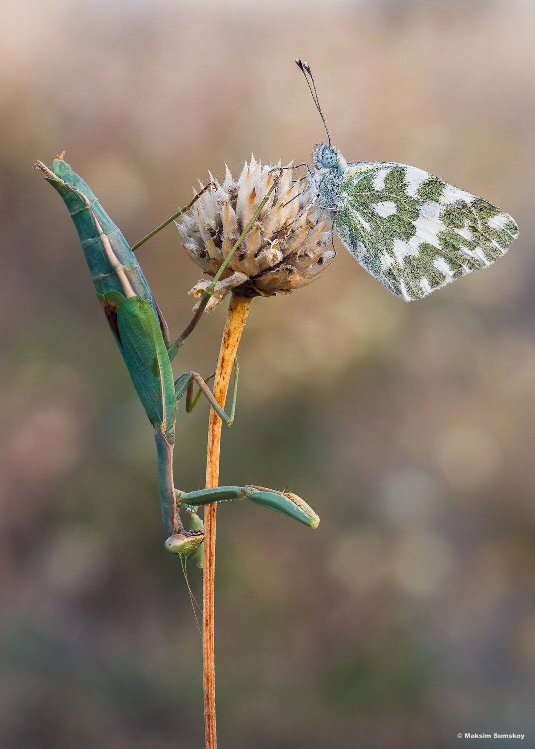 макро,стекинг,индустар,утро, Максим Сумской
