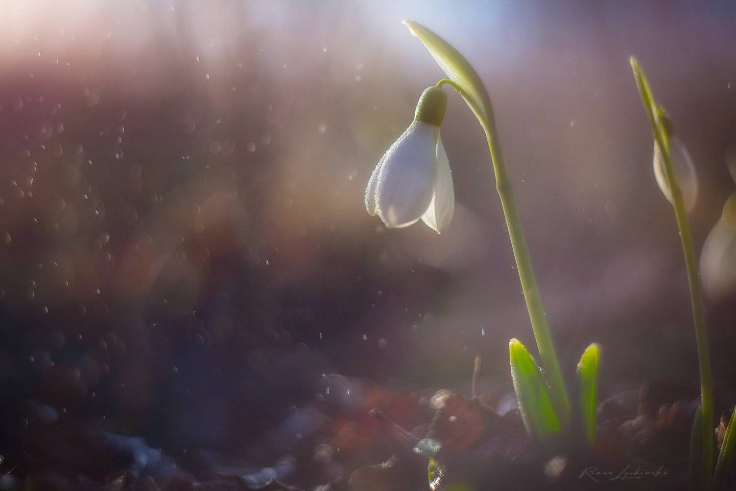 , Роман Любимский