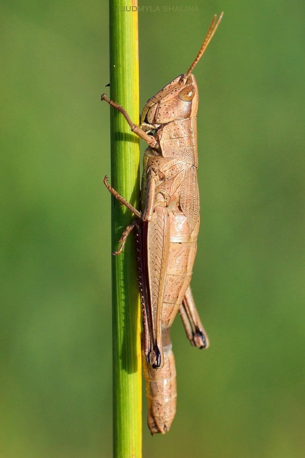 , Людмила Шалина