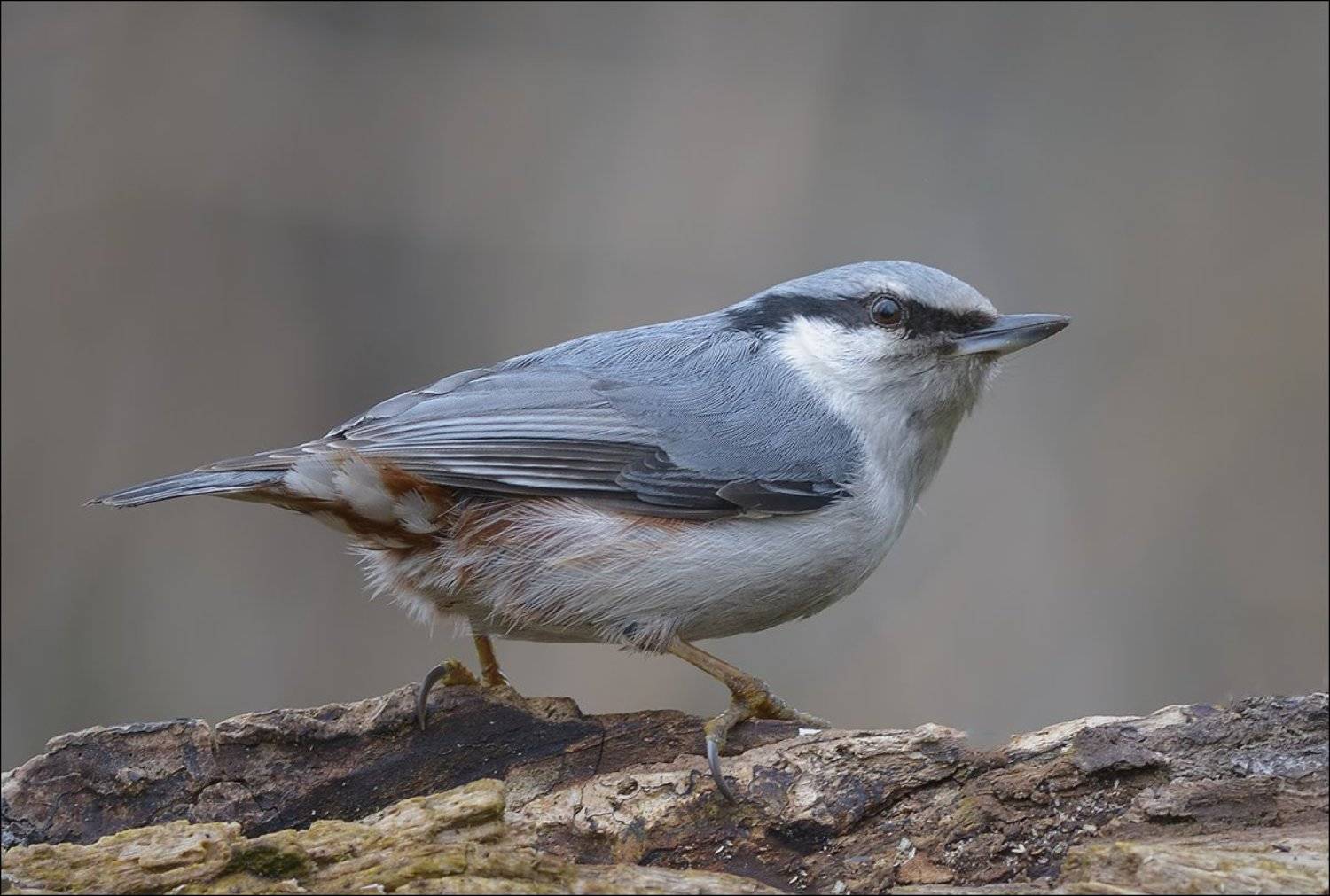 поползень, Андрей Медведев