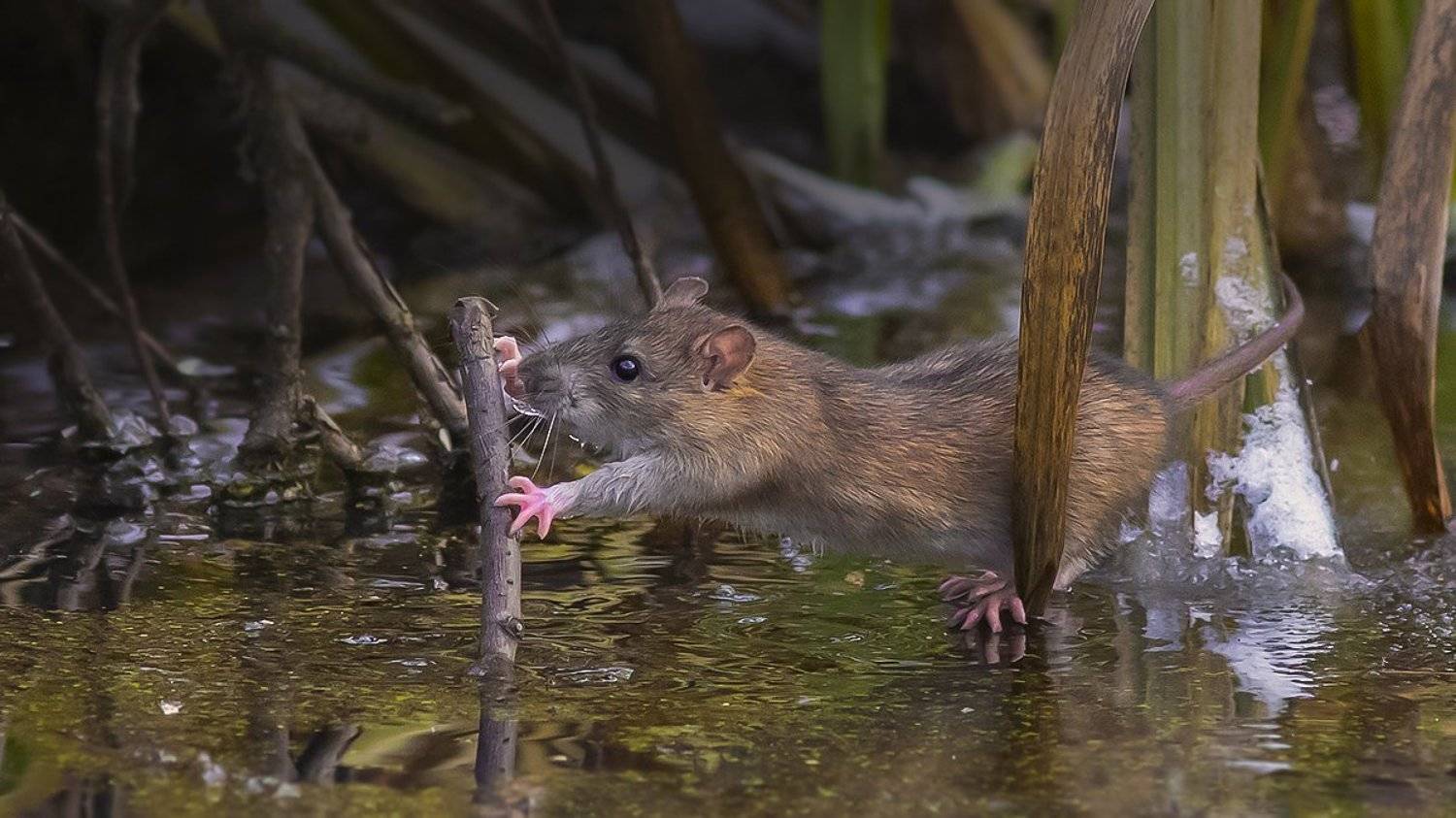 крыса, вода, равновесие, зима, Наталия Сытина