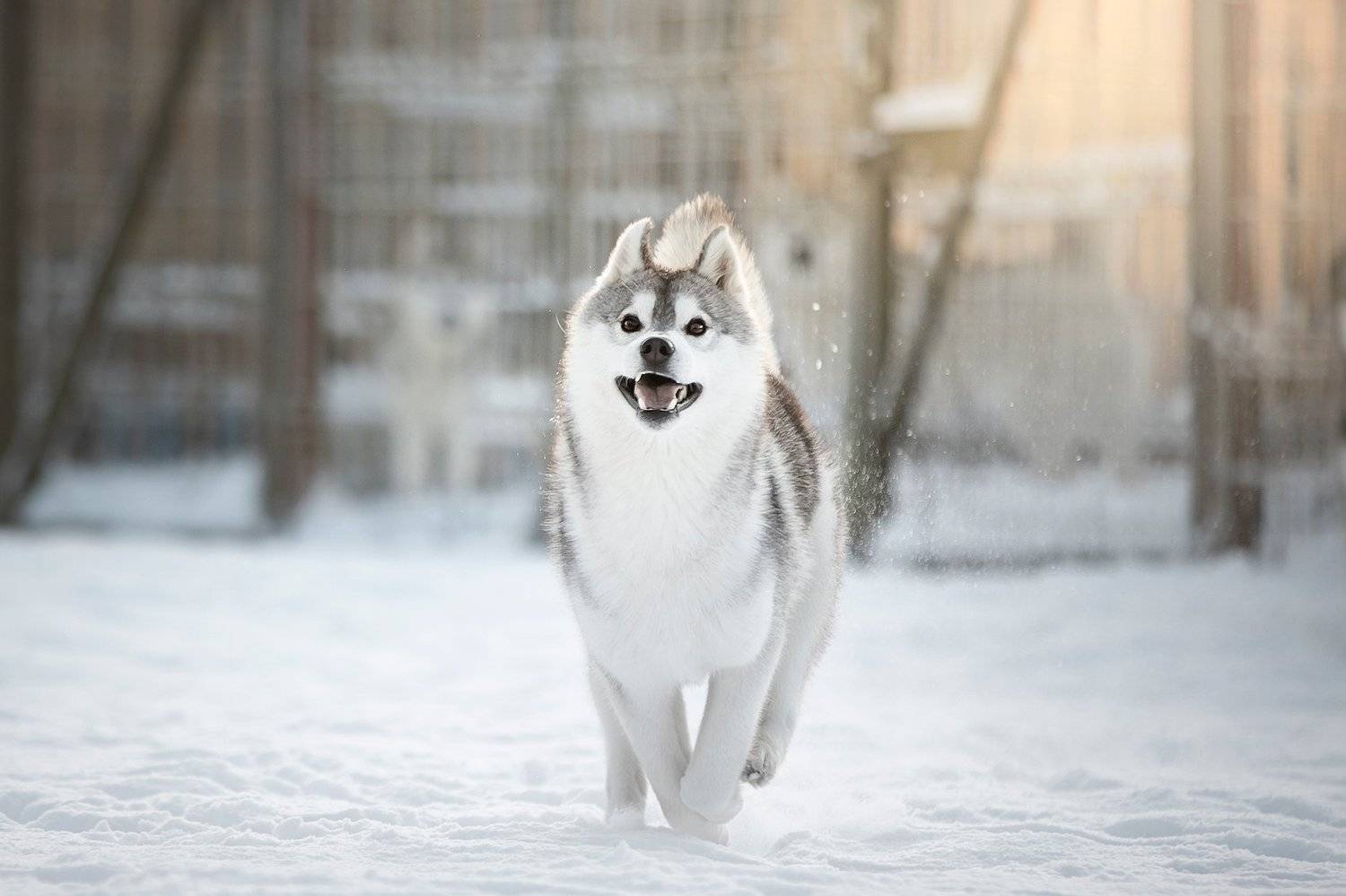 сибирский хаски, Erika Tsogoeva