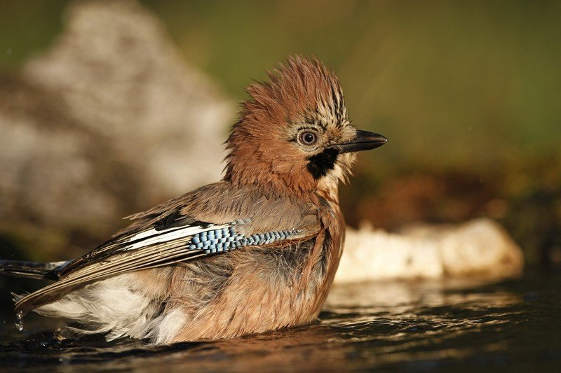Удодики фото превью