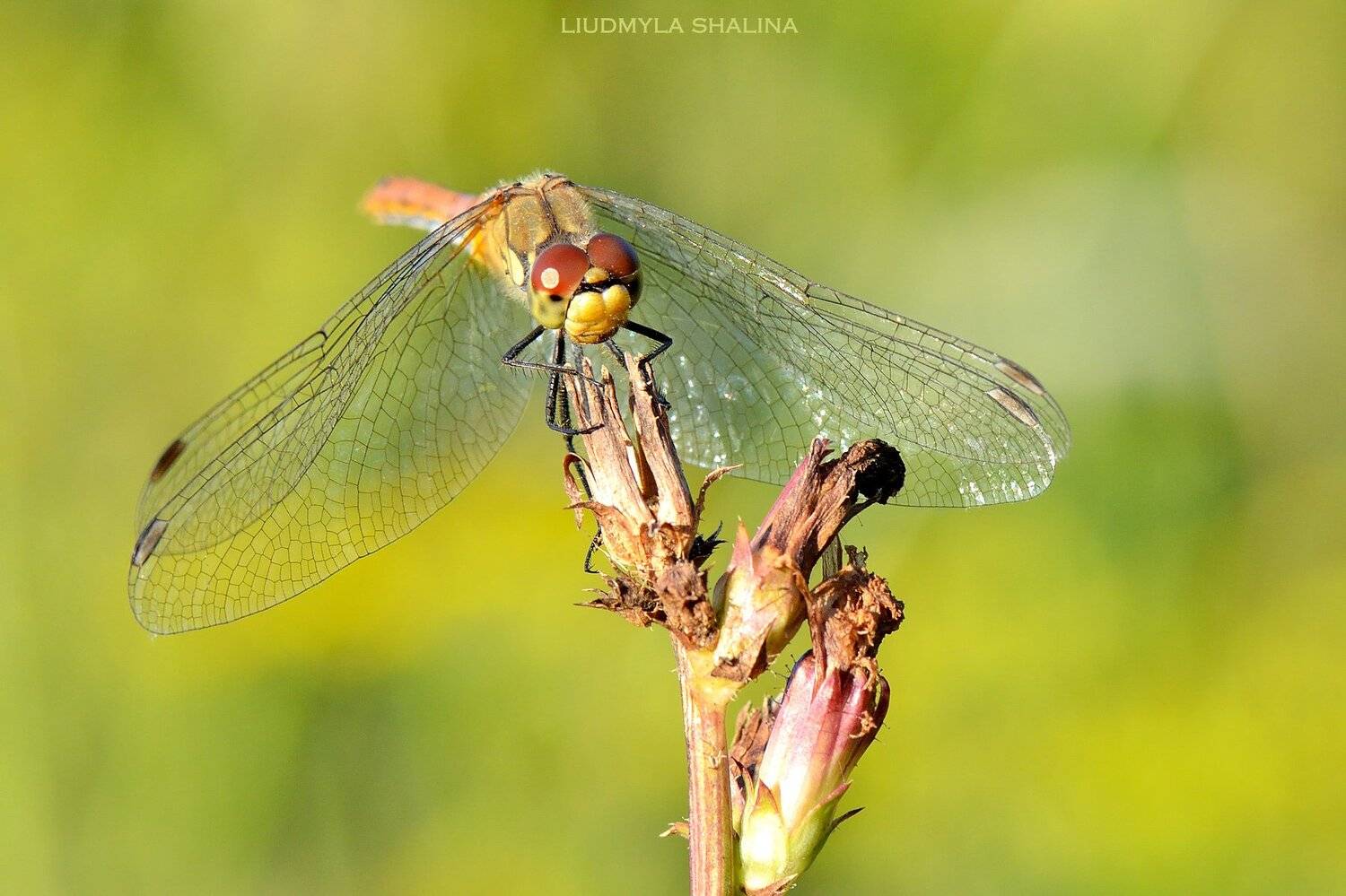 , Людмила Шалина