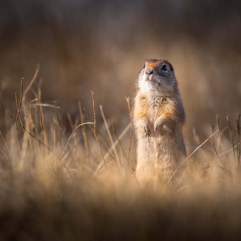 A cute gopher фото превью
