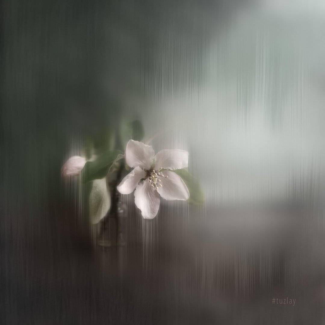 холст, цветки айвы, флора, квадрат, Владимир Тузлай