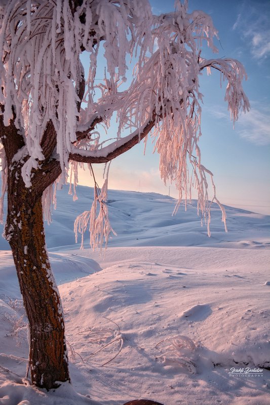 landscape, snow,winter, sunset, white, tree, outdoor Snowy day фото превью