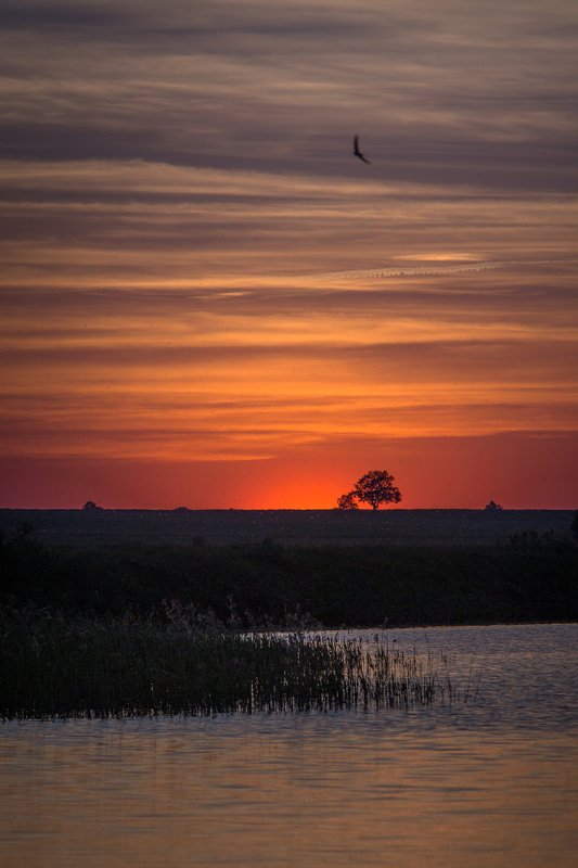 Sunset with mosquitoes фото превью