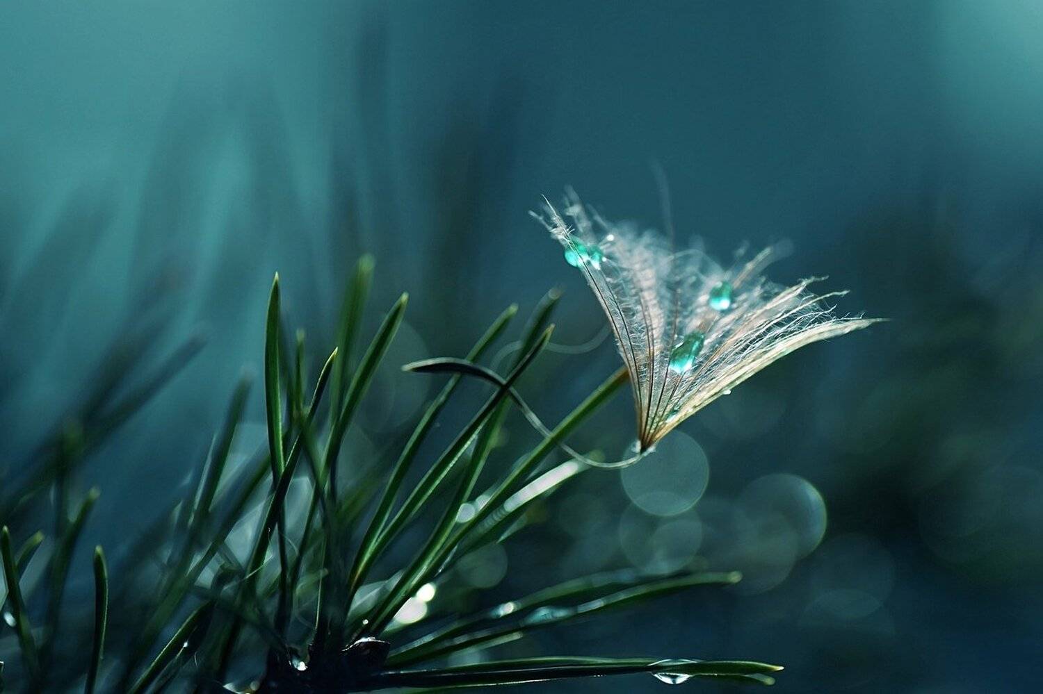 , Лапшина Владлена