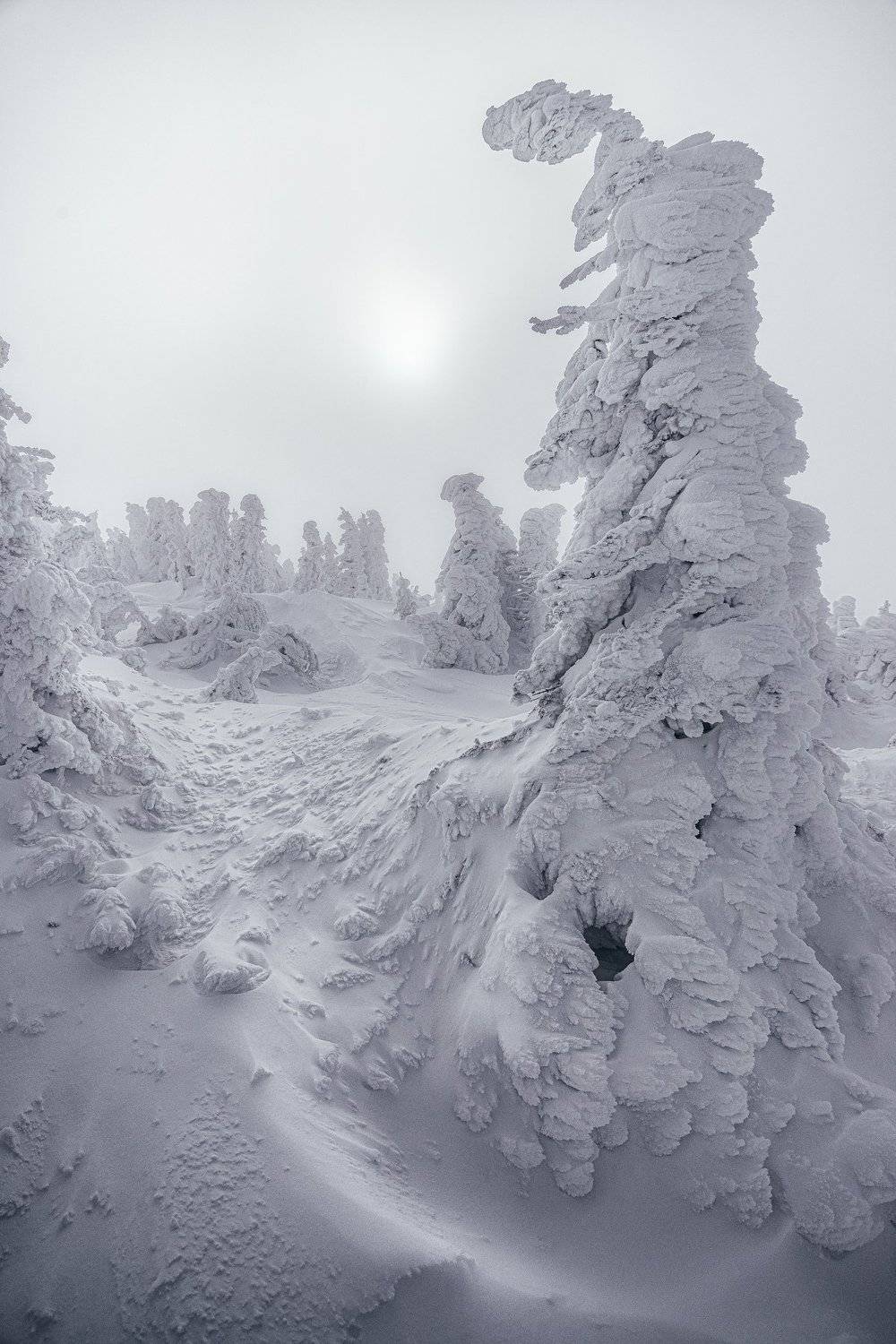 пейзаж, снег, горы, метель, мороз, природа, ель, урал, Даниил Силантьев