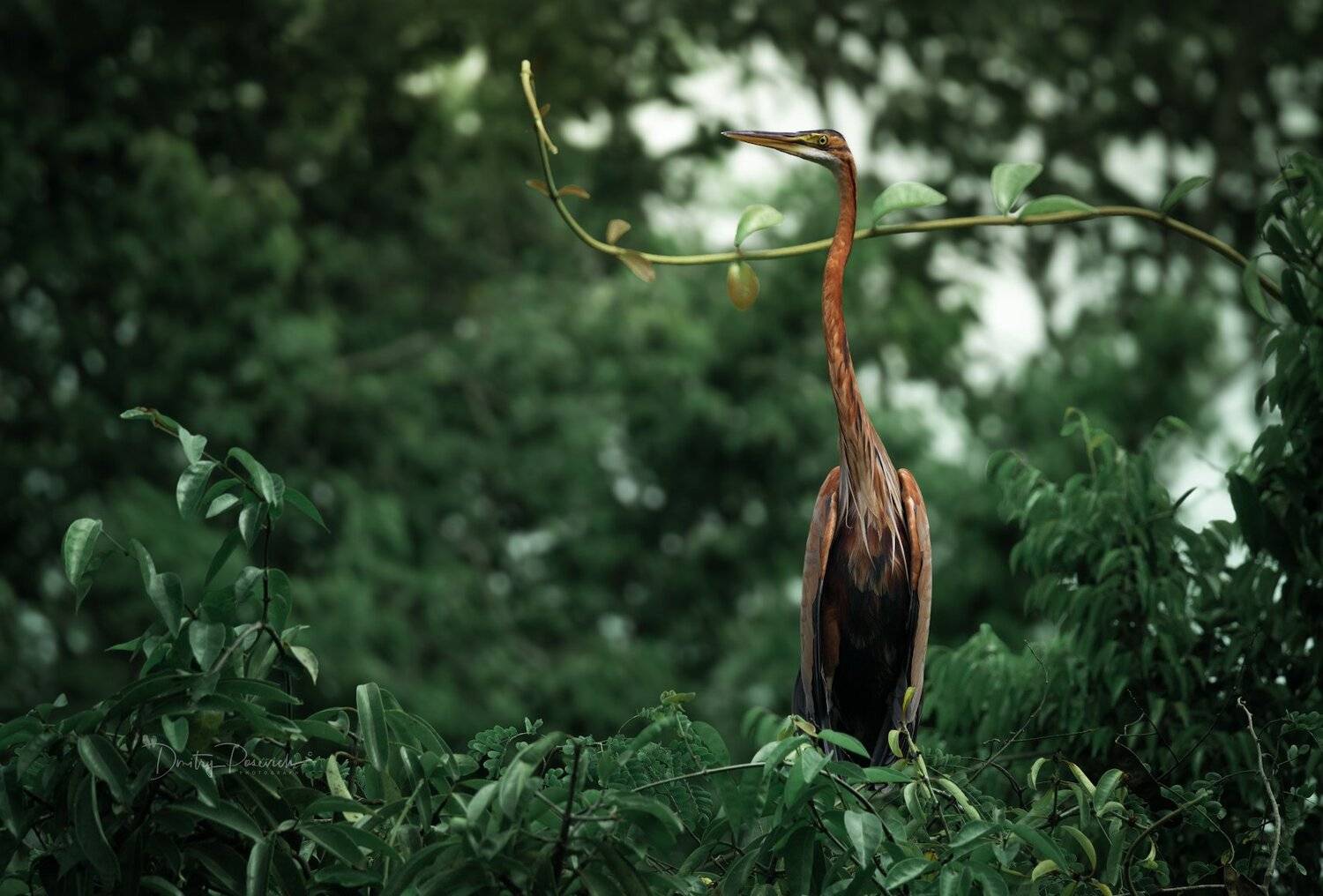 природа, животные, птицы, вьетнам, остров фукок, Дмитрий Посевич